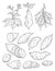 Plant batatas with leaf, root and flower. Slice and whole sweet potato. Vintage engraving