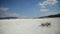 Plant on beach of Salda Lake, Burdur, Turkey