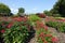 Plant Beds and Blooming Flowers in a Garden in North Carolina