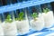 Plant biotechnology Series 5