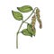 Plant of black pepper with peppercorn and leaves, natural organic food spice.