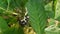 A plant with black pods on white stalk