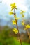 The plant blooms in spring. A sprig of an ornamental bush forsythia intermediate with buds and bright yellow flowers, selective