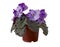 The Plant Blooms Violet Uzambarskaya, Hybrid, Pink-Purple, Semi-Double. Isolated On White Background