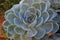 Plant In blossom on garden. Mexican snow ball, Mexican gem, white Mexican rose. Succulent plant in a desert garden. Scientific