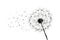 Plant blowball freedom dandelion macro