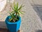 Plant in a blue flowerpot, color element, beautiful blue color