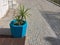 Plant in a blue flowerpot, color element, beautiful blue color