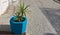 Plant in a blue flowerpot, color element, beautiful blue color