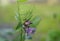 plant blue violet flower green leaf close-up macro garden