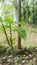 Plant Bokeh Effect save forest macro photography  broken stem plant forest