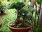 Plant Bonsai Type Tree Type in Pot As Ornament