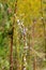 Plant with branches completely full of small white snails with black lines and ants with other green and yellow plants in