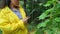 Plant breeder checking the leaves of cucumbers for diseases. Yellowing leaves- ruined crops