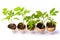 Plant breeding in eggshells. Organic product