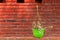 Plant with brick and mortar wall