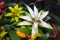 Plant Bromelia cupcake mix on a background of green leaves. Selective focus. Fauna, plants