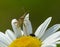 Plant Bug And Carpet Beetle On Daisy