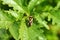 Plant bug on flower green leaf in nature. Mirid bug Capsodes infuscatus. Macro