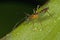 A plant bug/mirid bug covered with dew drops