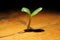 Plant burgeon growing in a wooden floor