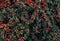 plant bush filled red berries background graphics