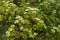 Plant bush of flowering viburnum