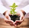 Plant, business growth and woman hands for sustainability, startup and eco friendly investment, ngo or charity zoom
