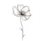 plant Buttercup flower ai generated