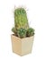 Plant, Cactus Lobivia Hertrichiana Var. Echinata Latin Name, Grows in Home Collection. Isolated On White Background