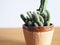 plant cactus succulent echinopsis hobby lifestyle art gardening tree houseplant home leisure selected focus