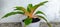 The plant is called the Mandarin Orange Spider Plant or Chlorophytum amaniense.