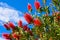 Plant of Callistemon with red bottlebrush flowers and flower buds against intense blue sky on a bright sunny Spring day.