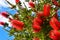 Plant of Callistemon with red bottlebrush flowers and flower buds against intense blue sky on a bright sunny Spring day.