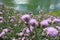 Plant Canadian thistle blooming