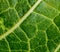 Plant capillaries for photosynthesis, green leaf texture, green leaf veins
