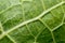 Plant capillaries for photosynthesis, green leaf texture, green leaf veins