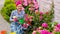 Plant care and gardening. Happy woman gardener plant flowers. Woman care and grow hydrangea flowers in garden. Gardener