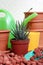 Plant care Haworthia