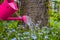 Plant Care Watering spring flowers garden