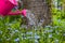Plant Care Watering spring flowers garden