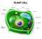 Plant cell anatomy