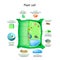 Plant cell anatomy structure