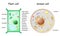 Plant Cell and Animal cell structure