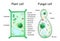 Plant cell and fungal yeast cell structure