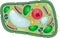 Plant cell structure with organelles