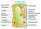 Plant cell structure parts anatomy infographic diagram