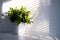 Plant in ceramic pot with Light and shadow, minimalism concept . Greening home with Houseplants. Copyspace. Eco