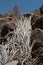 Plant Ceropegia fusca in the Integral Natural Reserve of Inagua.