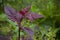 Plant with claret leaves and rain drops